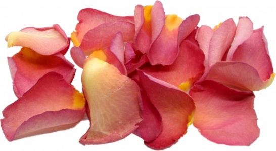 Copper Rose Petals